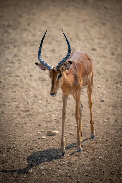 Masculino Comum Impala Caminha Através Pedregoso Chão — Fotografia de Stock