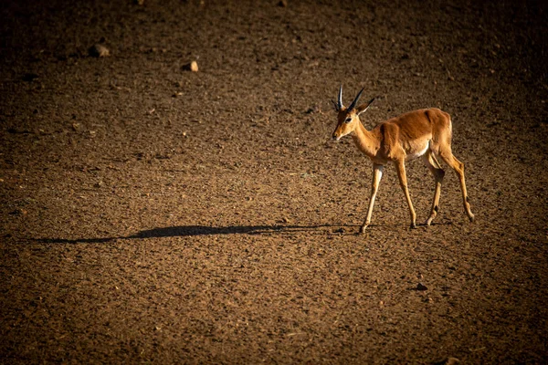 Male Common Impala Walks Casting Long Shadow — Stock Photo, Image