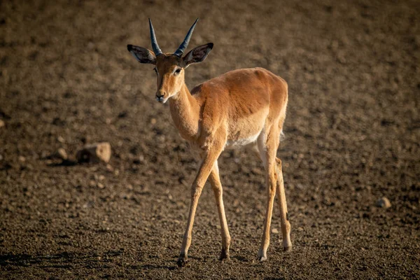 Impala Commun Mâle Marche Sur Terre Nue — Photo