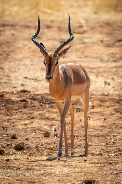 Male Common Impala Walks Bare Scrub — Stock Photo, Image