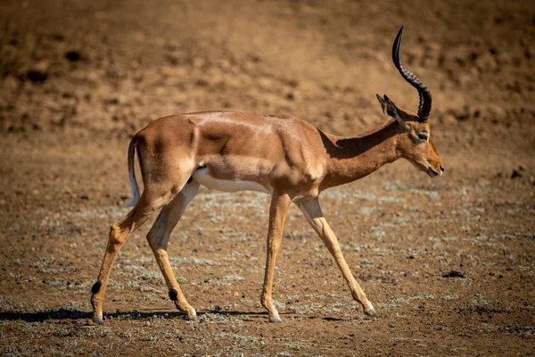 Impala Commun Mâle Marche Avec Tête Inclinée — Photo