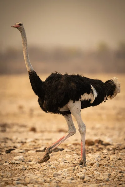 Männlicher Strauß Läuft Über Felsige Pfanne — Stockfoto