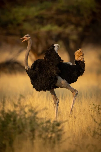 Autruche Commune Mâle Coule Dans Savane — Photo