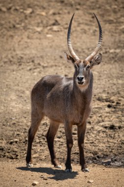 Erkek su geyiği kayalık zeminde duruyor