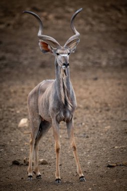 Erkek daha büyük kudu taşlı zeminde duruyor.