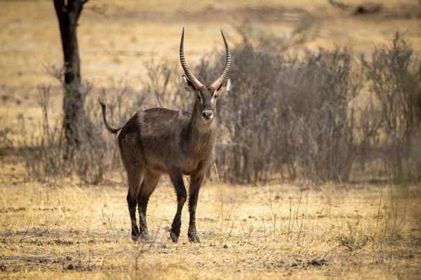 Mâle Commun Waterbuck Traverse Gommage Vers Caméra — Photo