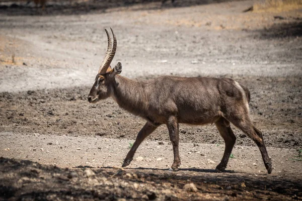 Masculino Comum Waterbuck Cruzes Scree Sol — Fotografia de Stock