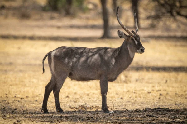 Männlicher Wasserbock Steht Gefleckten Schatten — Stockfoto