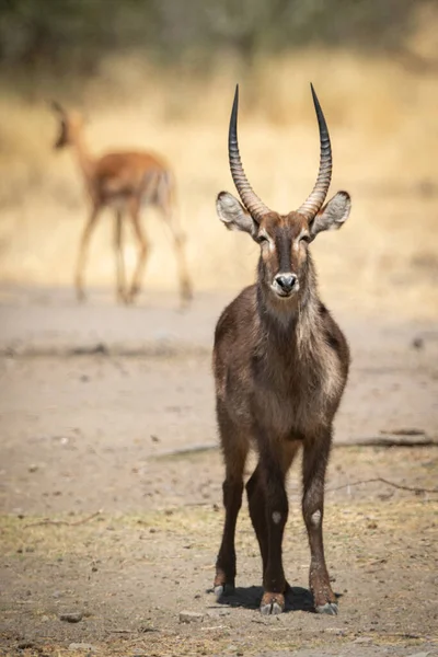 Erkek Geyiği Impala Nın Yanında Durur — Stok fotoğraf
