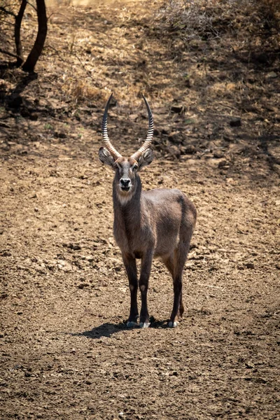 Male Common Waterbuck Stands Stony Ground — Stock Photo, Image