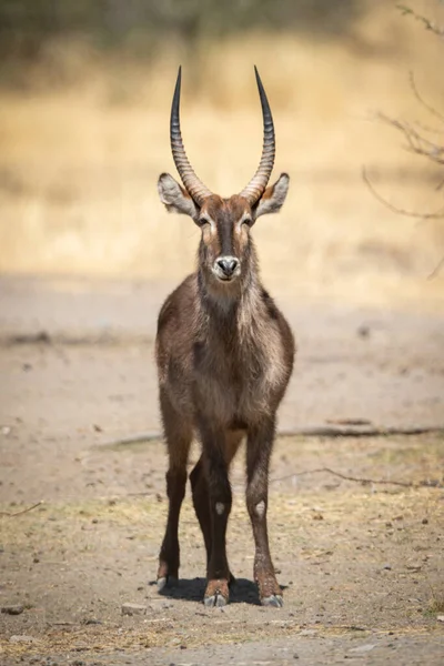 Macho Común Waterbuck Stands Entrecerrando Los Ojos Hacia Cámara — Foto de Stock