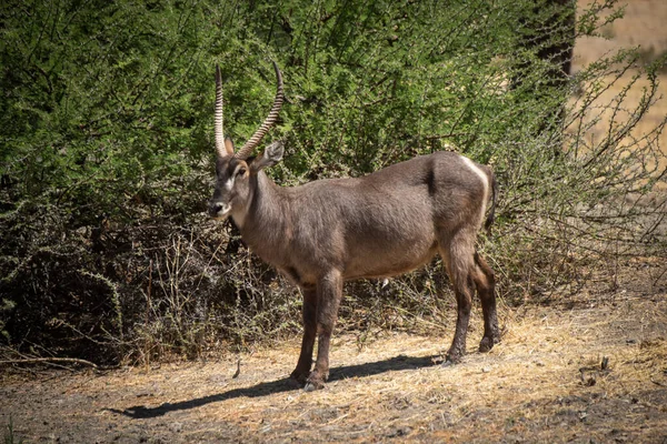 Male Common Waterbuck Stands Staring Bushes — Stock Photo, Image