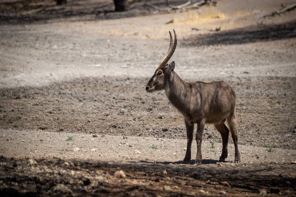 Maschio Waterbuck Comune Sta Fissando Sotto Sole — Foto Stock