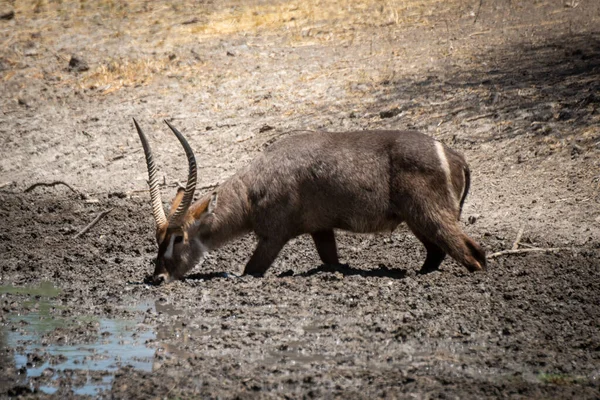 Male Common Waterbuck Wades Waterhole Drinking — Stock Photo, Image