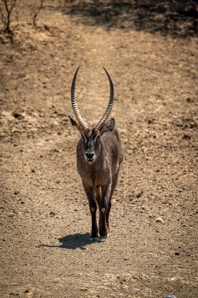 Male Common Waterbuck Walks Rocky Slope — Stock Photo, Image