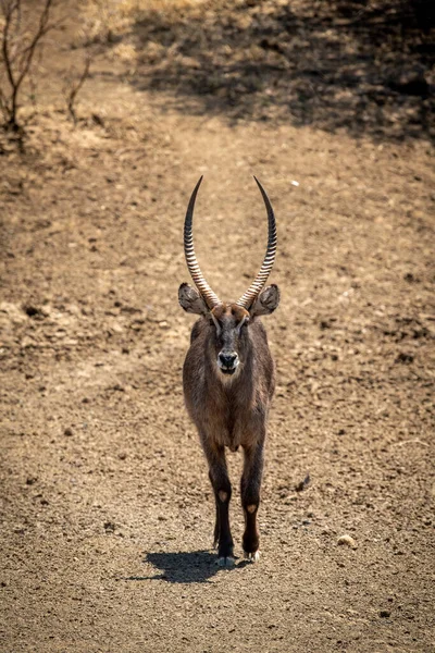 Masculino Comum Waterbuck Anda Para Baixo Pedregoso Declive — Fotografia de Stock