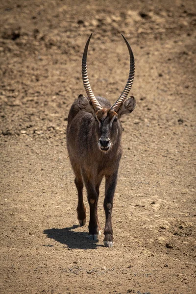 Masculino Comum Waterbuck Caminha Sobre Rochoso Chão — Fotografia de Stock