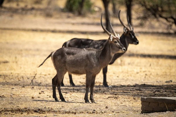 Ανδρικά Κοινά Waterbucks Σταθεί Δίπλα Δίπλα Στο Προφίλ — Φωτογραφία Αρχείου