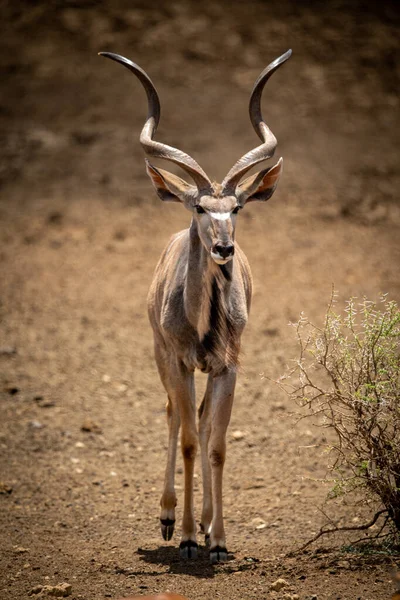 Männlicher Kudu Durchquert Die Erde Richtung Kamera — Stockfoto