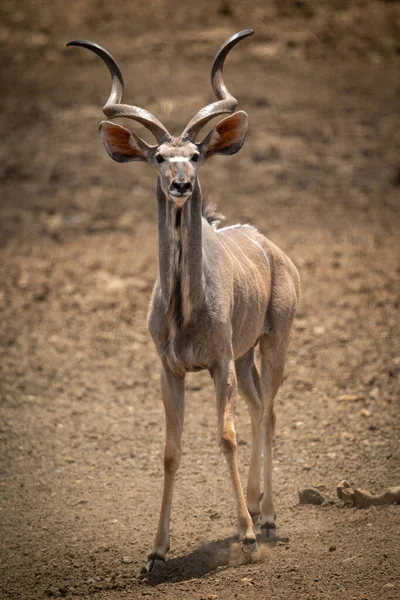 Homme Grand Kudu Traverse Sol Vers Caméra — Photo