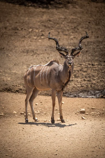 Man Groter Kudu Staan Rotsachtige Grond — Stockfoto