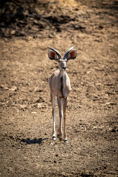 Männlicher Größerer Kudu Steht Auf Felsiger Pfanne — Stockfoto