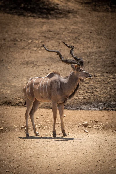 Homme Grand Kudu Debout Sur Terrain Pierreux — Photo