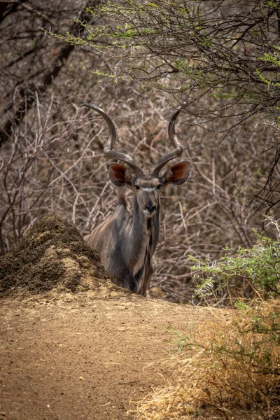 Macho Mayor Kudu Está Detrás Banco Tierra —  Fotos de Stock