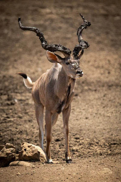 Homme Grand Kudu Tient Près Petite Roche — Photo