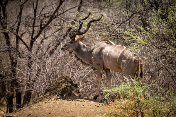 Masculino Maior Kudu Stands Grosso Undergrowth — Fotografia de Stock