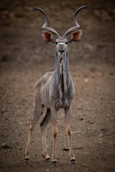 Homme Grand Kudu Dresse Sur Sol Rocheux — Photo