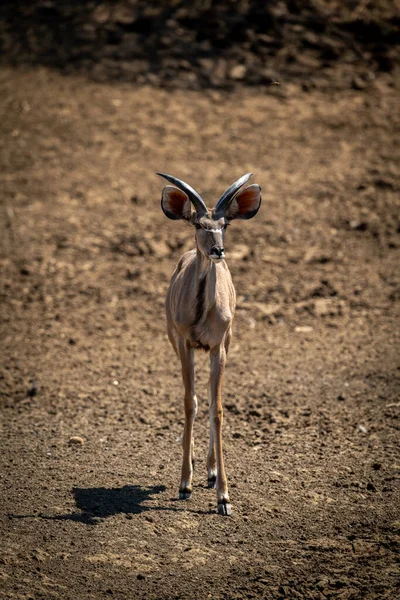 Mâle Grand Kudu Stands Sur Rocky Pan — Photo