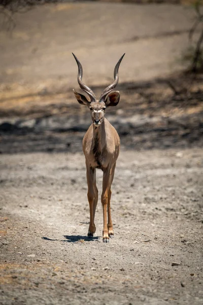 Mâle Grand Kudu Stands Fixer Sur Gravier — Photo