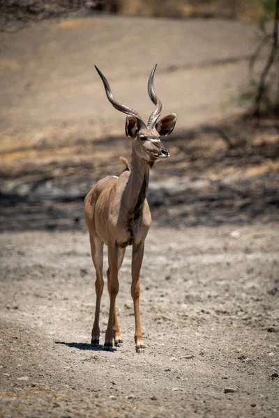 Macho Mayor Kudu Stands Mirando Fijamente Scree —  Fotos de Stock