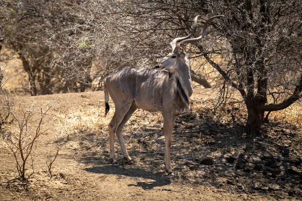 Masculino Maior Kudu Stands Sob Árvore — Fotografia de Stock