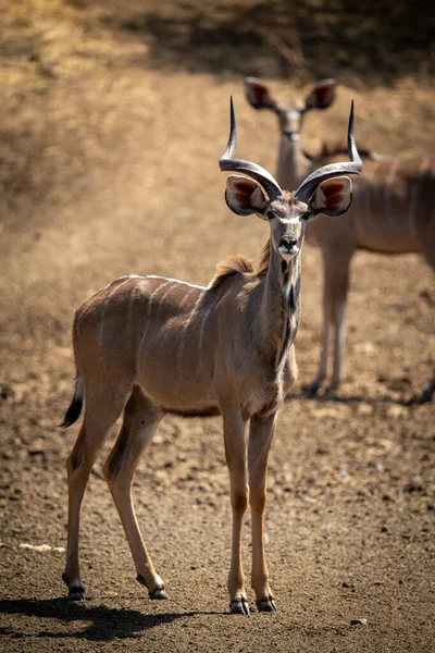 Macho Mayor Kudu Stands Con Hembra Detrás — Foto de Stock