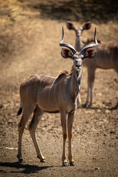 Masculino Maior Kudu Fica Com Feminino Atrás — Fotografia de Stock