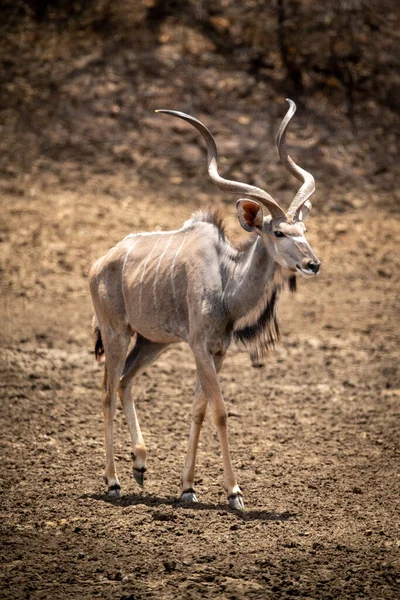 Masculino Maior Kudu Andando Através Rochoso Chão — Fotografia de Stock