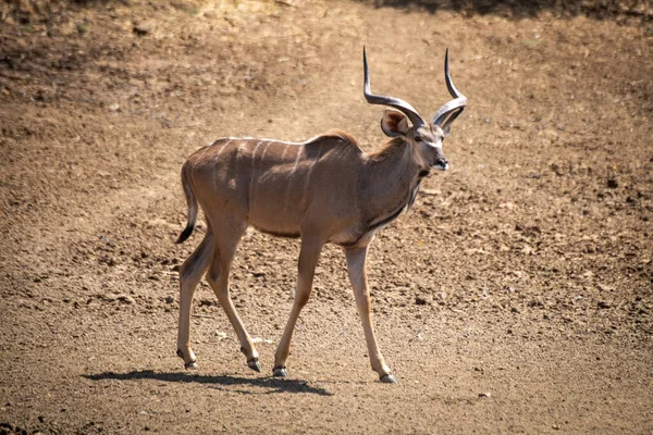 Masculino Maior Kudu Andando Para Baixo Encosta Pedregosa — Fotografia de Stock