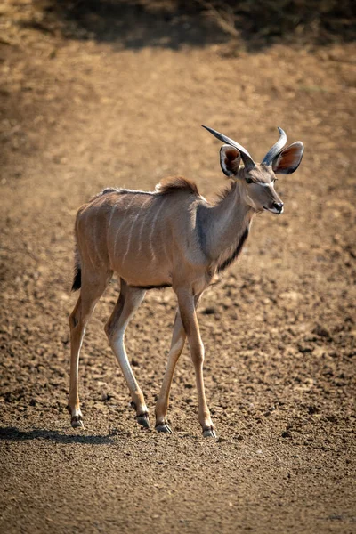 Macho Mayor Kudu Camina Través Tierra Desnuda — Foto de Stock