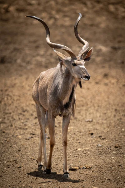 Männlicher Kudu Wandert Über Felsigen Boden — Stockfoto