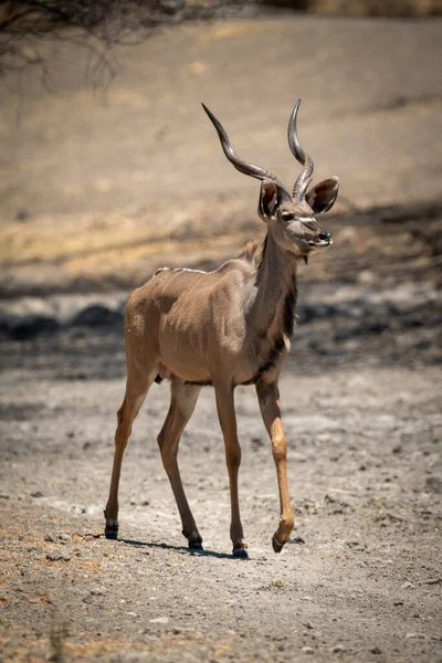 Maschio Maggiore Kudu Passeggiate Attraverso Padella Rocciosa — Foto Stock