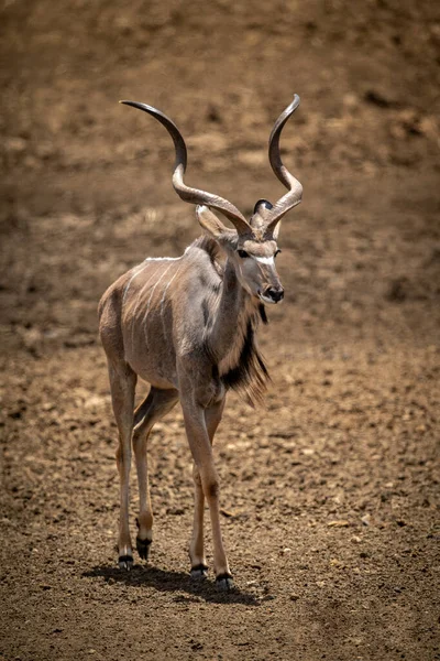 Homme Grand Kudu Promenades Travers Sol Pierreux — Photo