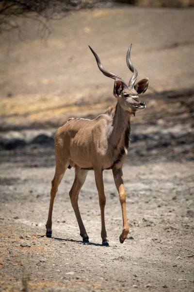 Homme Grand Kudu Marche Travers Casserole Rocheuse — Photo