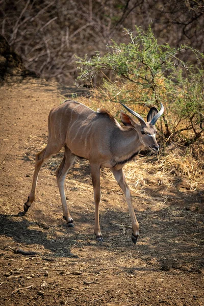 Masculino Maior Kudu Caminha Para Baixo Passado Arbustos — Fotografia de Stock