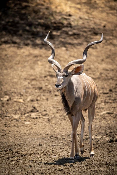 Αρσενικό Μεγαλύτερο Kudu Περπατά Κάτω Βραχώδη Πλαγιά — Φωτογραφία Αρχείου