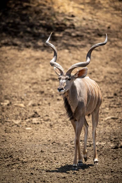 Férfi Nagyobb Kudu Sétál Sziklás Lejtőn — Stock Fotó