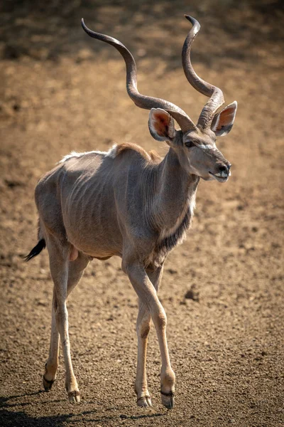 Macho Mayor Kudu Camina Sobre Tierra Desnuda —  Fotos de Stock
