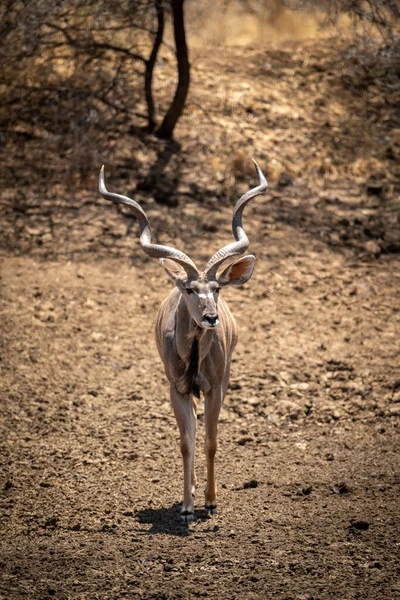 Man Groter Kudu Loopt Naar Beneden Stenige Helling — Stockfoto