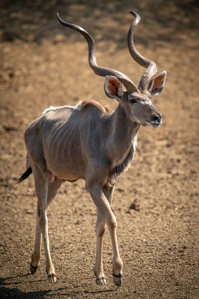 Erkek Daha Büyük Kudu Çıplak Toprakta Yürüyor — Stok fotoğraf